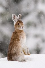 Lièvre d'Amérique (4)