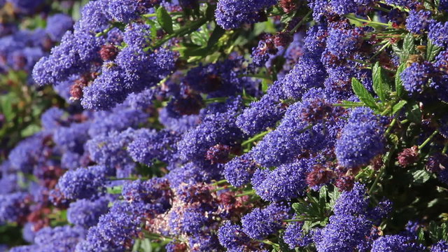 Honey bees, blue and red