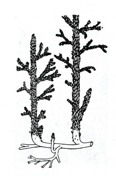 Asteroxylon