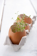 Young seedlings of cress salad in an eggshell.