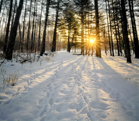 Winter Pines Sunrise