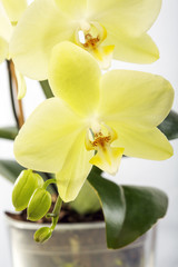 Fototapeta na wymiar Blooming yellow orchid.