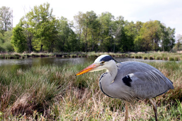 graureiher am seeufer