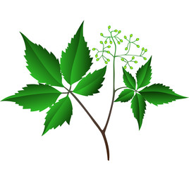 The branch of wild grapes.