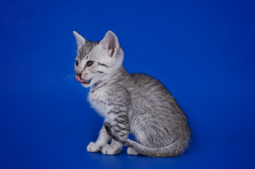 Egyptian Mau kitten isolated on a colored background