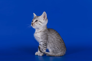 Egyptian Mau kitten isolated on a colored background