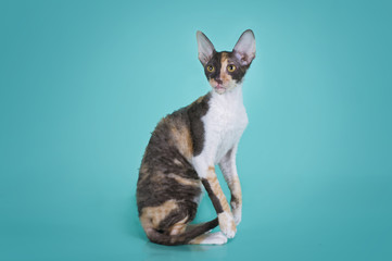 Cornish rex isolated on a colored background