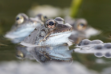 Green Frog, Bronze Frog, Rana clamitans