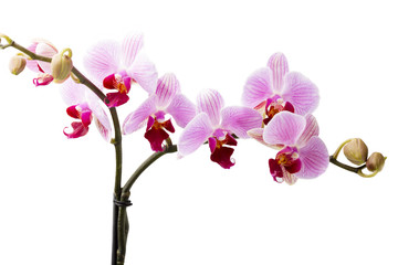 Naklejka na ściany i meble Orchid flower.