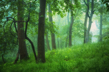 Fototapeta na wymiar Mystische Wald Nebel Stimmung