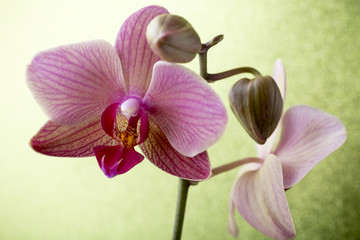 Fototapeta na wymiar Pink orchid on colored background.