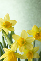 Obraz premium Daffodils.