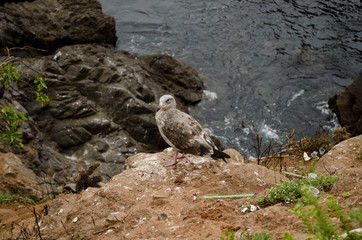 Seagull on the coast