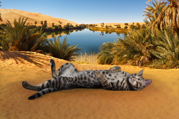 wild cat on the background of the desert and the oasis
