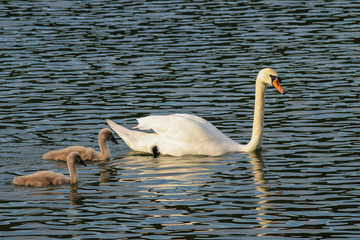 Höckerschwan mit Junge