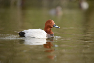 Common Pochard, Pochard, Aythya ferina
