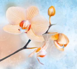 Fototapeta na wymiar Orchids on abstract background