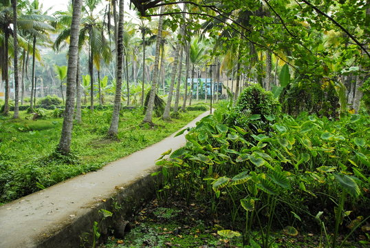 Path among lush tropical thickets, Kerala, India.