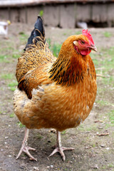 Brown hen