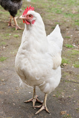 Brown hen