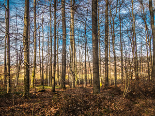 Obraz premium Den Wald vor lauter Bäumen sehen