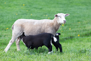 Obraz premium White mother sheep with two drinking black lambs