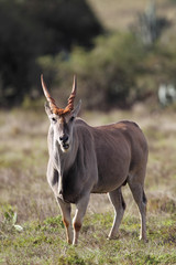 Elenantilope (Taurotragus oryx)