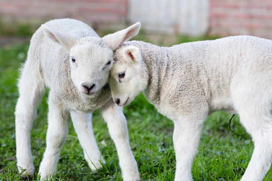 Two hugging and loving newborn white lambs