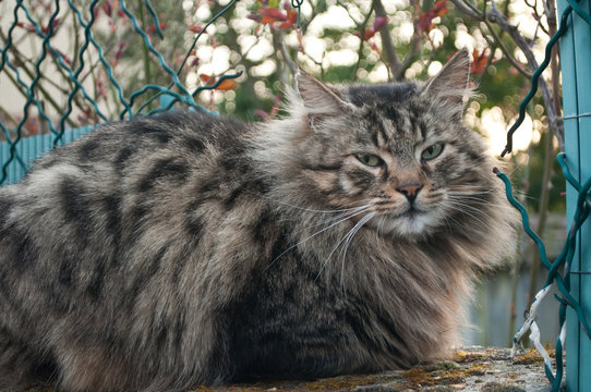 chat &agrave; poils long montant la garde