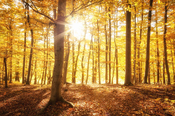 Sonnenschein im goldenen Herbst, Wald