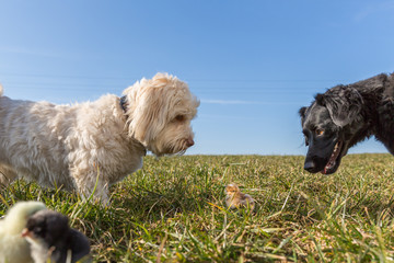 Havaneser Hund hütet Küken