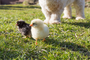 Havaneser Hund hütet Küken