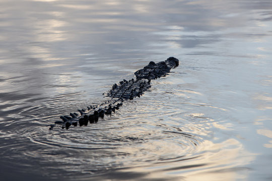 Swimming Crocodile