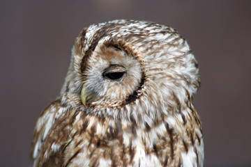 Barn Owl