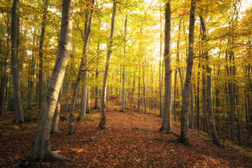 Buchenwald und Herbstfärbung