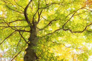 Blick nach oben - Baumkrone im Herbst