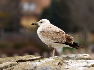 Seagull standing on one leg