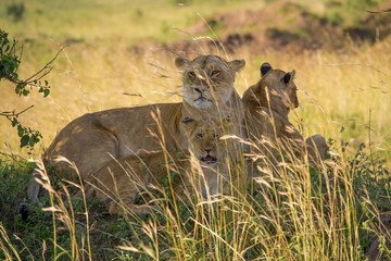 Lioness resting with cubs