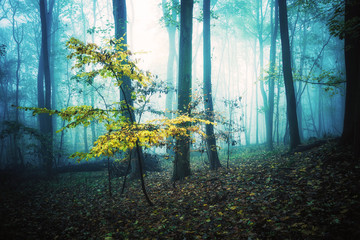 Die letzten Farben - Nebel im Wald