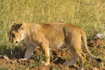 Fototapeta na wymiar Small cute lion cub walking