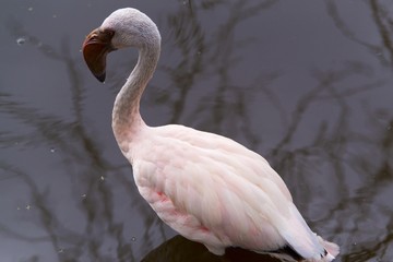 Fototapeta premium Pink flamingo