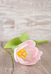 Single tulip on a wooden table