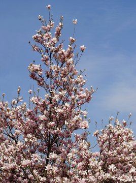magnolia tree blossoming