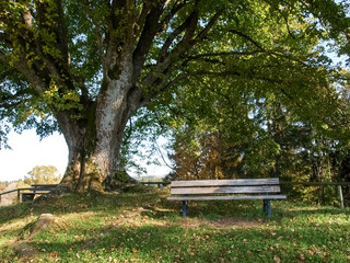 centuries-old tree