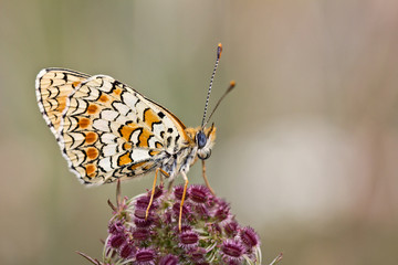 Farfalla su fiore