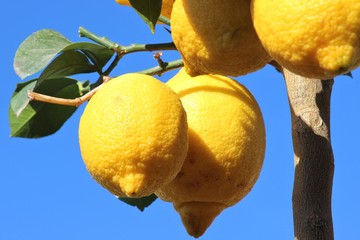 reife Zitronen am Baum