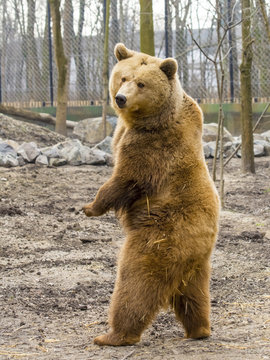 Bear Standing Up Images – Browse 24,394 Stock Photos, Vectors, and Video |  Adobe Stock