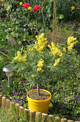Fototapeta na wymiar Mimosa dans un jardin