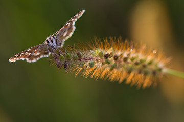 Farfalla