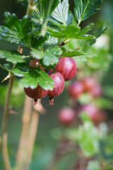 Fresh gooseberry on a bush